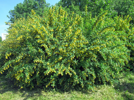 Барбарис густоцветковый (лат. Berberis densiflora), семена