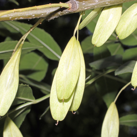 Ясень обыкновенный, или Ясень высокий (лат. Fraxinus excelsior), семена