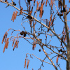 Ольха серая (лат. Alnus incana), семена