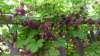 Акебия пятерная (лат. Akebia quinata), семена