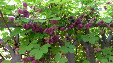 Акебия пятерная (лат. Akebia quinata), семена
