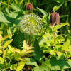 Клематис бурый (лат. Clematis fusca), семена