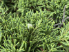 Можжевельник китайский (лат. Juniperus chinensis), семена