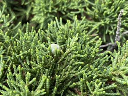 Можжевельник китайский (лат. Juniperus chinensis), семена