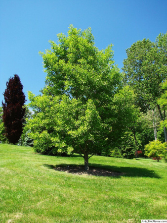 Гинкго Билоба (лат. Ginkgo Biloba), семена