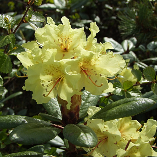 Рододендрон золотистый (лат. Rhododendron aureum), семена 0,2 грамма