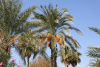 Пальма Финик канарский (лат. Phoenix canariensis), семена