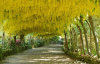Бобовник анагировидный (лат. Laburnum anagyroides), семена