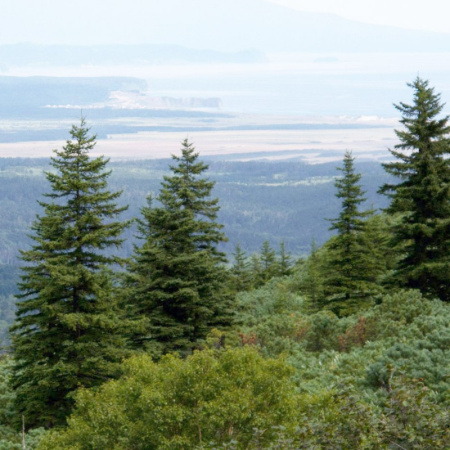 Ель аянская, или Ель иезская (лат. Picea jezoensis), семена