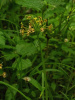 Черемша медвежий лук (лат. Allium ursinum), семена