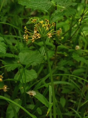 Черемша медвежий лук (лат. Allium ursinum), семена