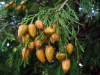 Калоцедрус низбегающий (лат. Calocedrus decurrens), семена
