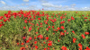 Мак самосейка (лат. Papaver rhoeas), 1000 шт