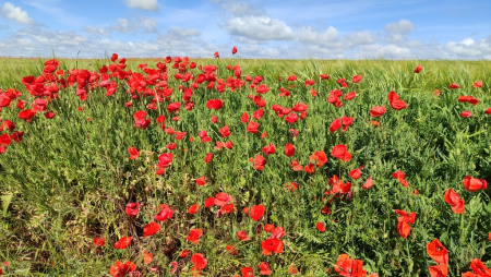 Мак самосейка (лат. Papaver rhoeas), 1000 шт