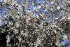 Магнолия кобус (лат. Magnolia kobus), семена