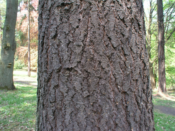 Пихта одноцветная Лау (Abies concolor f. lowiana), семена