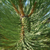 Сосна черная (лат. Pinus nigra), семена