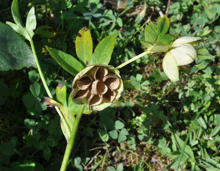 Морозник кавказский (лат. Helleborus caucasicus), семена