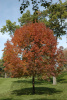 Ясень американский 'Autumn Purple' (лат. Fraxinus americana 'Autumn Purple'), семена