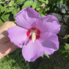 Гибискус сирийский (лат. Hibiscus syriacus) сиреневые цветы, семена