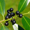 Лавровишня лекарственная (лат. Prunus laurocerasus), семена