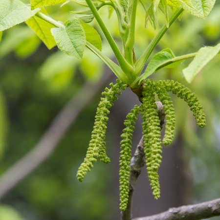 Орех маньчжурский (лат. Juglans mandshurica), семена