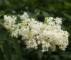 Сирень амурская (лат. Syringa amurensis), семена