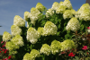 Гортензия метельчатая Лаймлайт (лат. Hydrangea paniculata 'Limelight')
