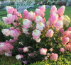 Гортензия метельчатая Самарская Лидия (лат. Hydrangea paniculata 'Samarskaya Lidiya')