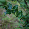 Падуб колхидский (лат. Ilex colchica), семена