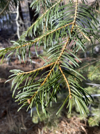 Пихта одноцветная Лау (Abies concolor f. lowiana), семена