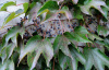 Виноград девичий триостренный (лат. Parthenocissus tricuspidata), семена