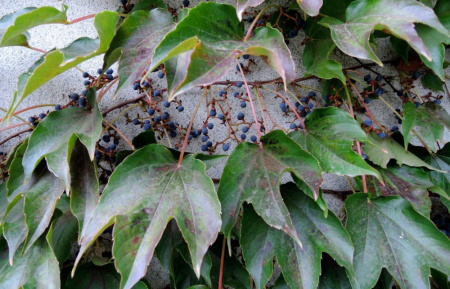 Виноград девичий триостренный (лат. Parthenocissus tricuspidata), семена