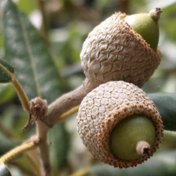 Дуб каменный (лат. Quercus ilex) 10 шт, семена 
