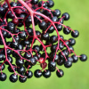Бузина черная (лат. Sambucus nigra), семена