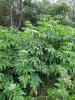 Бузина травянистая (лат. Sambucus ebulus), в ягодах