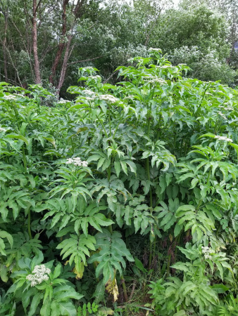 Бузина травянистая (лат. Sambucus ebulus), в ягодах