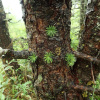 Лиственница Кемпфера, или японская (лат. Larix kaempferi), семена
