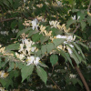 Жимолость Маака (лат. Lonicera maackii), семена