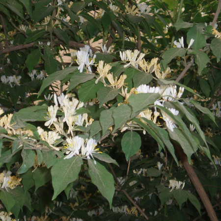 Жимолость Маака (лат. Lonicera maackii), семена
