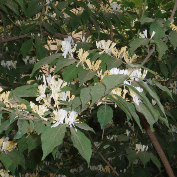 Жимолость Маака (лат. Lonicera maackii), семена