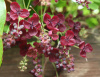 Акебия пятерная (лат. Akebia quinata), семена