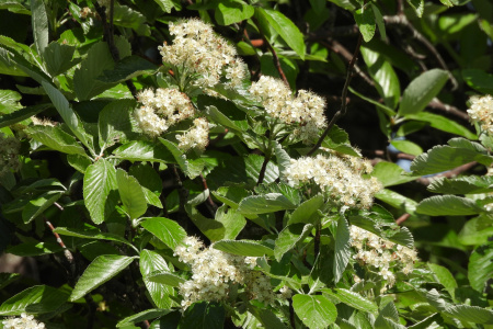Рябина круглолистная (лат. Sorbus aria), семена