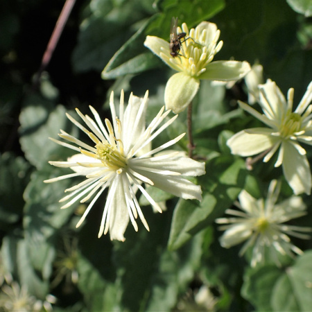 Клематис короткохвостый, или ломонос короткохвостый (лат. Clematis brevicaudata), семена