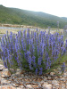 Иссоп лекарственный (лат. Hyssopus officinalis), семена
