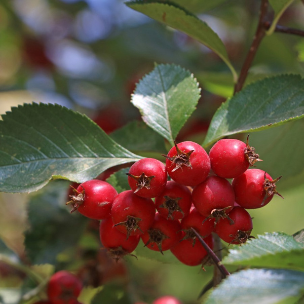 Боярышник крупноплодный (лат. Crataegus aestivalis), семена 
