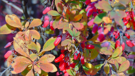 Барбарис тунберга (лат. Berberis thunbergii), семена