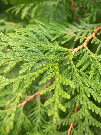 Туя западная Брабант (лат. Thuja occidentalis 'Brabant'), семена