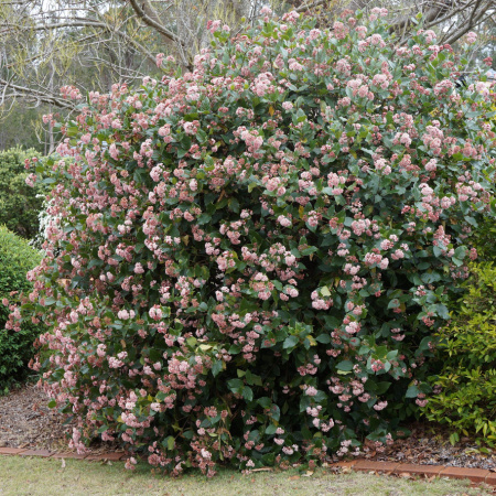 Калина лавролистная, семена (лат. Viburnum tinus) 