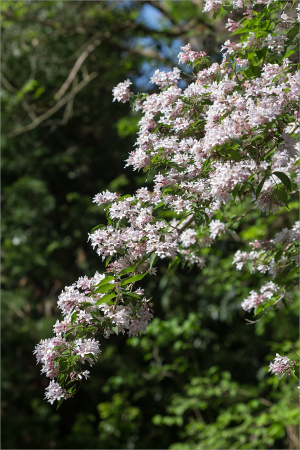 Кольквиция прелестная (лат. Kolkwitzia amabilis), семена